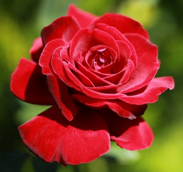 Красная чайная роза