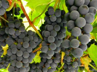 Саженцы Виноград винный Изабелла