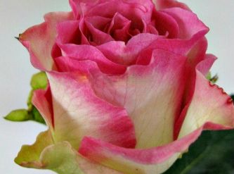 Саженцы Роза чайно-гибридная Малибу
