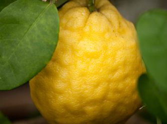 Саженцы Лимон пандероза