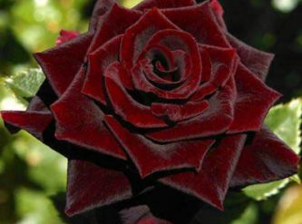 Саженцы Плетистая роза Черный принц