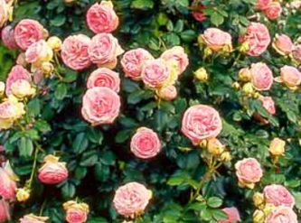 Саженцы Плетистая роза Розовая Жемчужина
