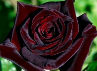 Саженцы Роза чайно-гибридная Чёрный барон