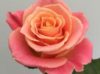 Саженцы Роза чайно-гибридная Мисс Пигги