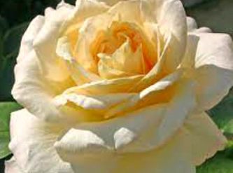 Саженцы Роза чайно-гибридная Ла перла