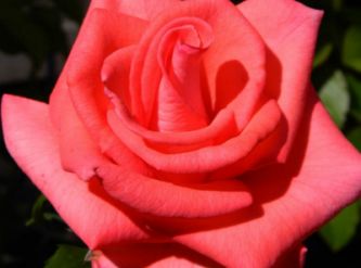 Саженцы Роза чайно-гибридная Рафаэлло