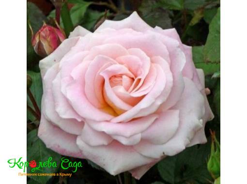 Роза чайно-гибридная Невеста