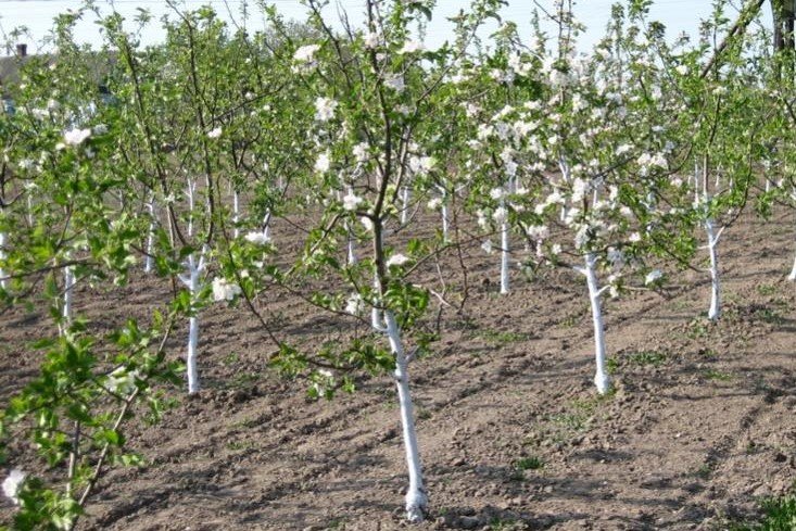 Саженцы плодовых деревьев от питомника Королева сада, Крым