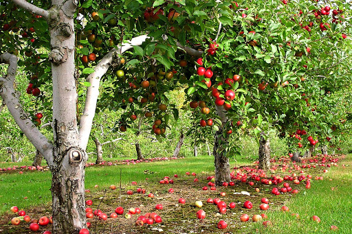 Купить саженцы плодовых деревьев почтой в питомнике Королева сада в Крыму