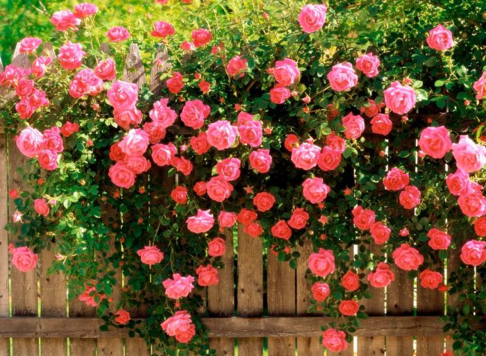 Саженцы плетистых роз из питомника “Королева сада